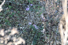 Glandularia tenera