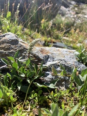 Salix petrophila