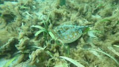 Urobatis jamaicensis