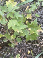 Ribes americanum