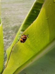 Chrysomelidae