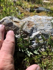 Salix petrophila