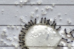 Monomorium ergatogyna