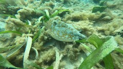 Urobatis jamaicensis