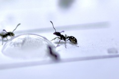Monomorium ergatogyna