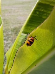 Chrysomelidae
