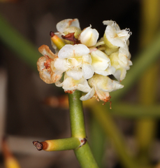 Eriogonum heermannii