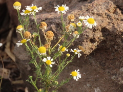 Anthemis