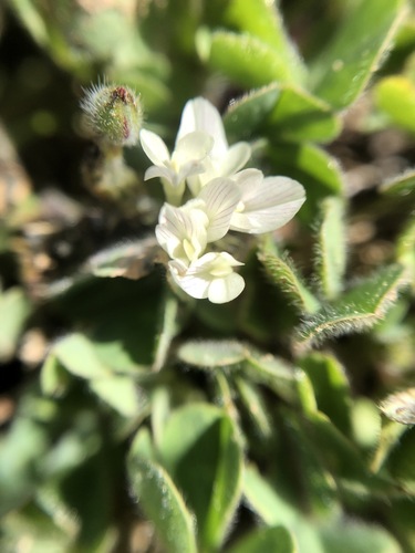 iNaturalist observation photo of Subterranean Clover