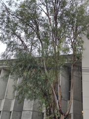 Fraxinus angustifolia