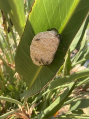 Protopolybia exigua