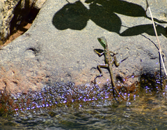 Basiliscus plumifrons