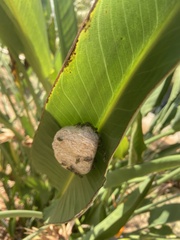 Protopolybia exigua