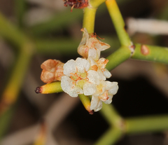 Eriogonum heermannii