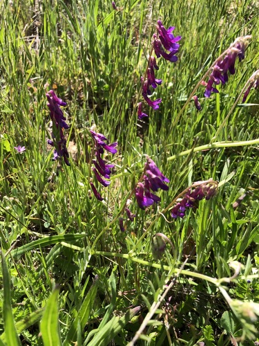 iNaturalist observation photo of hairy vetch