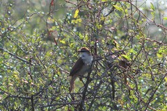 Certhiaxis cinnamomeus