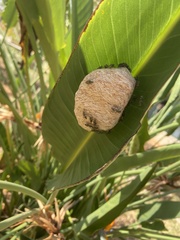 Protopolybia exigua