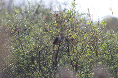 Certhiaxis cinnamomeus