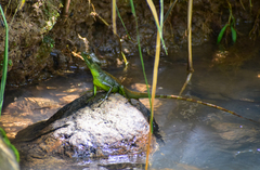 Basiliscus plumifrons