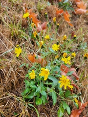 Hieracium lachenalii