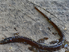 Synbranchus marmoratus