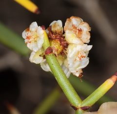 Eriogonum heermannii