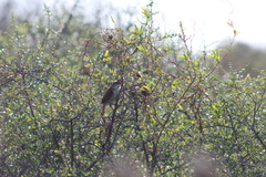 Certhiaxis cinnamomeus