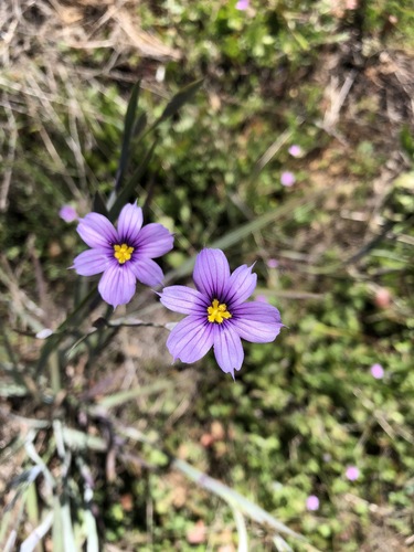 iNaturalist observation photo of western blue-eyed grass