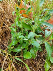 Hieracium lachenalii