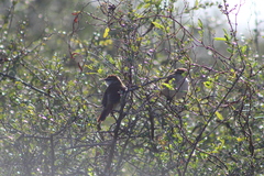 Certhiaxis cinnamomeus