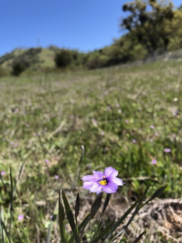 iNaturalist observation photo of western blue-eyed grass