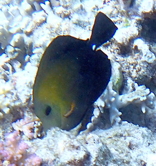 Zebrasoma scopas