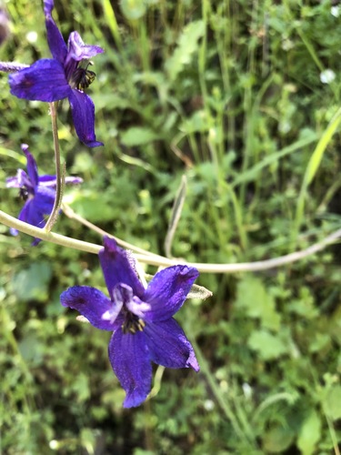 iNaturalist observation photo of Zigzag Larkspur