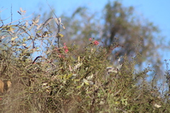 Tropaeolum pentaphyllum
