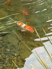 Cyprinus rubrofuscus