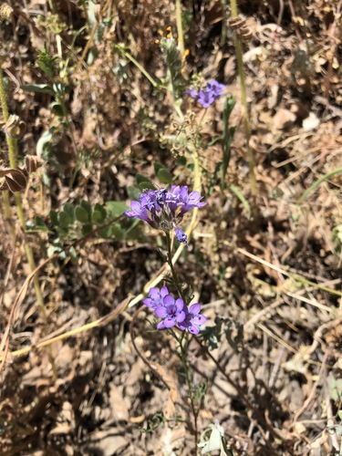 iNaturalist observation photo of California gilia