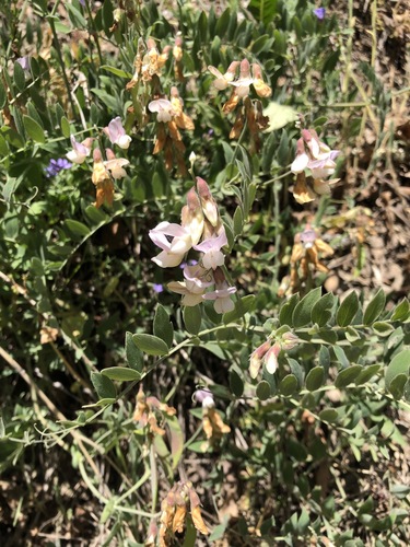 iNaturalist observation photo of Pacific pea