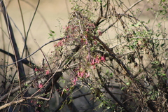 Tropaeolum pentaphyllum