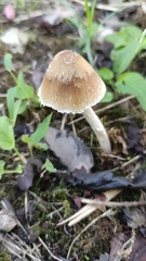 Psathyrella longipes