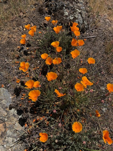 iNaturalist observation photo of California poppy