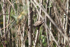 Picumnus cirratus