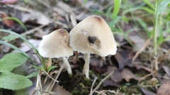 Psathyrella longipes