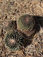 Mammillaria heyderi