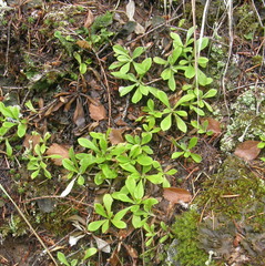 Antennaria howellii