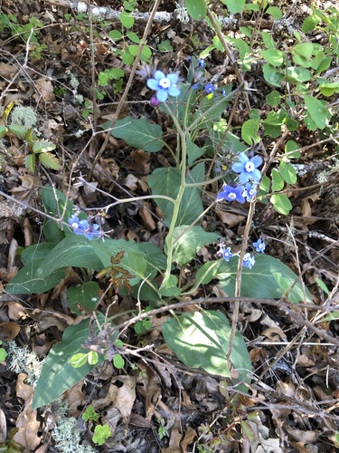 iNaturalist observation photo of Pacific hound's tongue