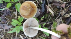 Psathyrella longipes