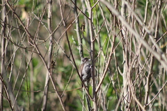 Picumnus cirratus