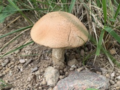 Leccinum versipelle