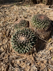 Mammillaria heyderi