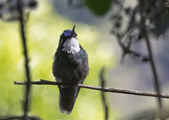 Lampornis castaneoventris